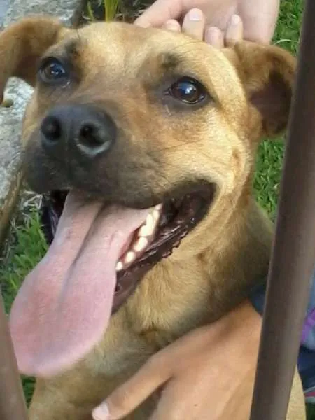 Cachorro ra a SRD idade  nome ASLAM