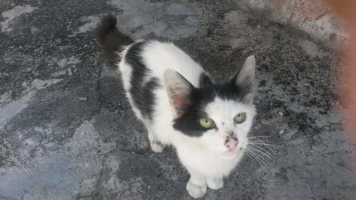 Gato raça  idade 2 a 6 meses nome Sem nome