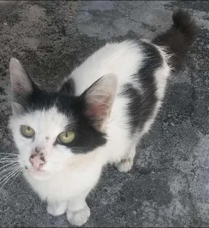 Gato raça  idade 2 a 6 meses nome Sem nome