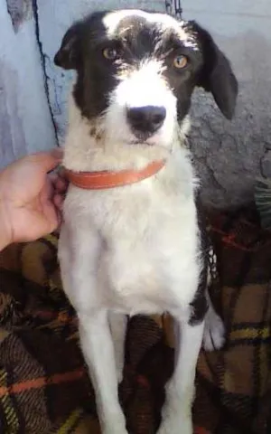 Cachorro raça SRD idade 7 a 11 meses nome Jade