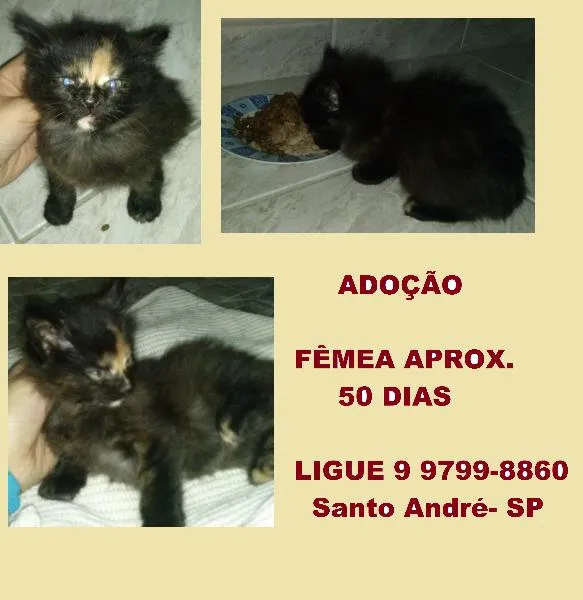 Gato ra a SRD idade 2 a 6 meses nome filhote