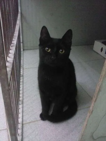 Gato ra a SRD idade 2 a 6 meses nome Mônica