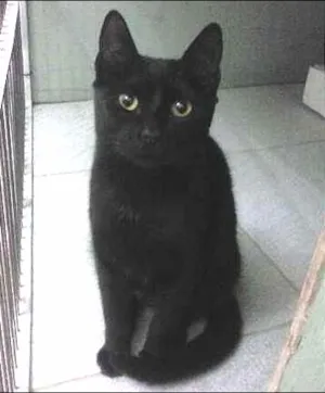 Gato raça SRD idade 2 a 6 meses nome Mônica