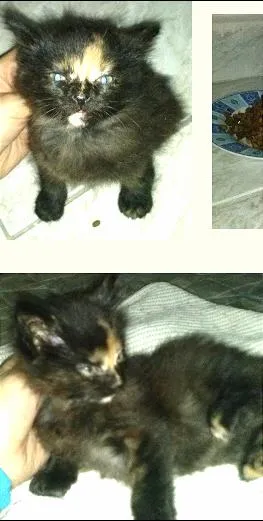 Gato ra a SRD idade 2 a 6 meses nome filhote