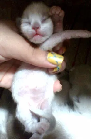 Gato raça Siamês idade Abaixo de 2 meses nome Ambos