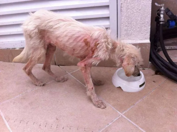 Cachorro raça SRD idade 7 a 11 meses nome Toby