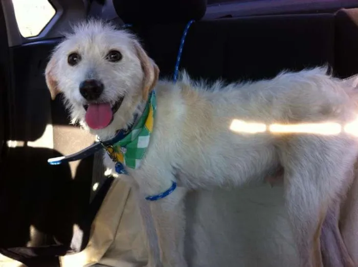 Cachorro raça SRD idade 7 a 11 meses nome Toby