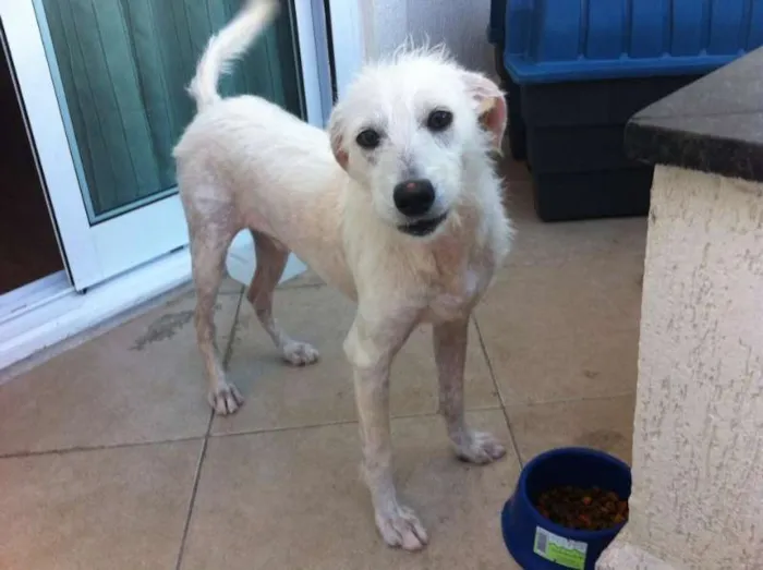 Cachorro raça SRD idade 7 a 11 meses nome Toby