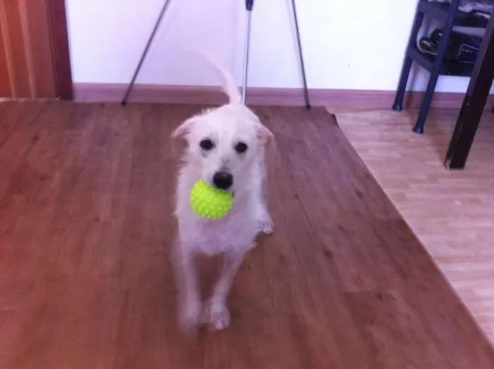 Cachorro raça SRD idade 7 a 11 meses nome Toby