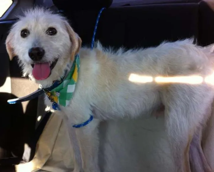 Cachorro raça SRD idade 7 a 11 meses nome Toby