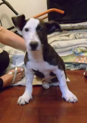 Cachorro raça Mix idade  nome Mix Jack Russel Ter