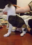 Mix Jack Russel Ter