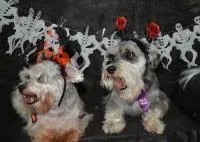 Cachorro ra a Schnauzer idade 6 ou mais anos nome Gilmour e Polly