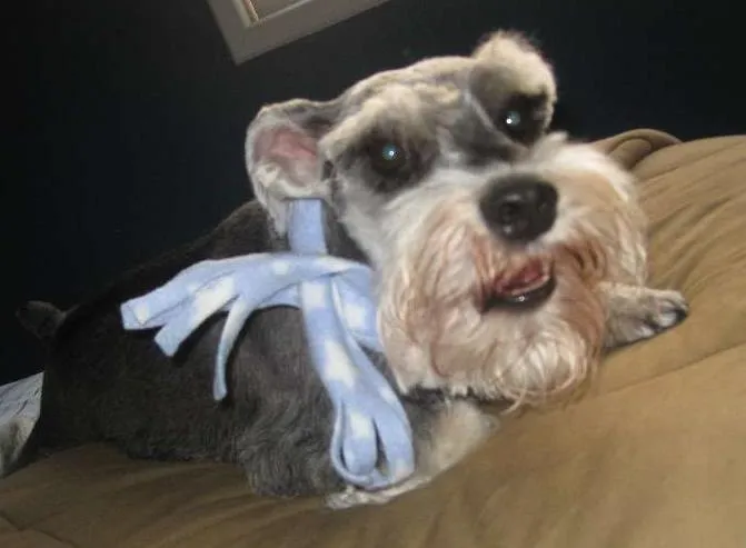 Cachorro ra a Schnauzer idade 6 ou mais anos nome Gilmour e Polly