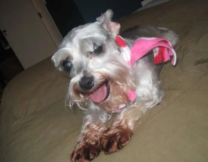 Cachorro ra a Schnauzer idade 6 ou mais anos nome Gilmour e Polly