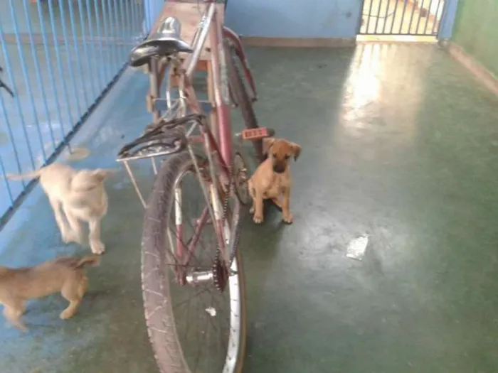 Cachorro ra a Vira lata idade 2 a 6 meses nome Não tem nome