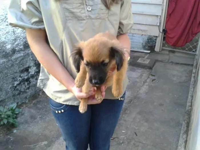 Cachorro ra a Vira lata idade 2 a 6 meses nome Não tem nome