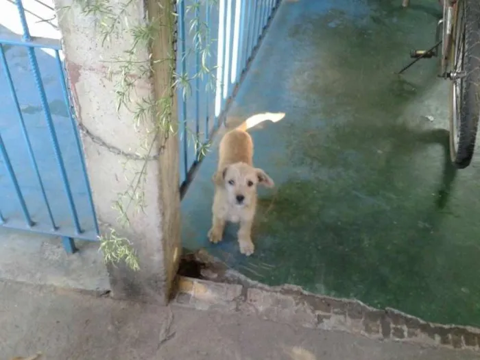 Cachorro ra a Vira lata idade 2 a 6 meses nome Não tem nome