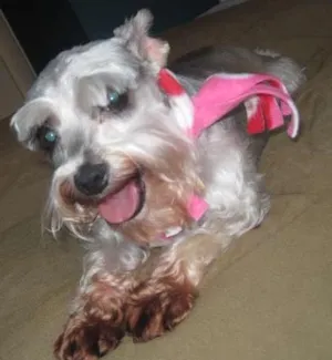 Cachorro raça Schnauzer idade 6 ou mais anos nome Gilmour e Polly