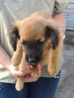 Cachorro ra a Vira lata idade 2 a 6 meses nome Não tem nome
