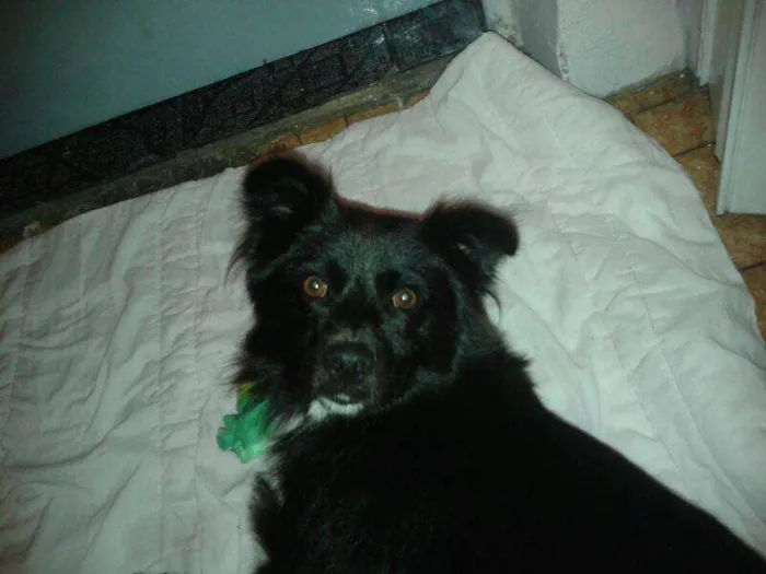 Cachorro ra a SRD idade 2 anos nome Foxx