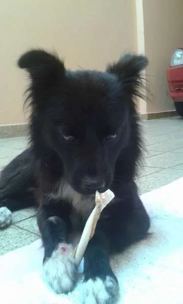 Cachorro ra a SRD idade 2 anos nome Foxx