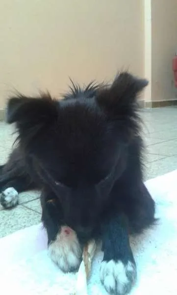 Cachorro ra a SRD idade 2 anos nome Foxx