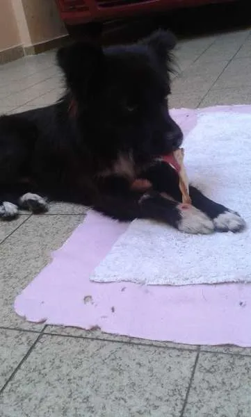 Cachorro ra a SRD idade 2 anos nome Foxx