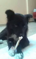 Foxx