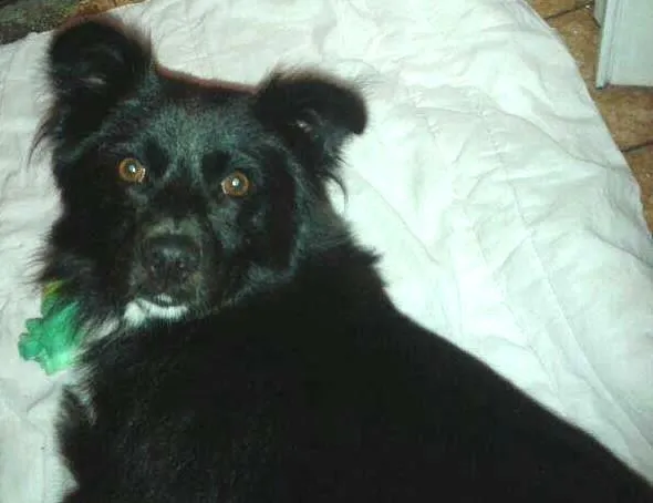 Cachorro ra a SRD idade 2 anos nome Foxx