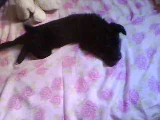 Cachorro ra a não tem  idade 2 a 6 meses nome não tem 