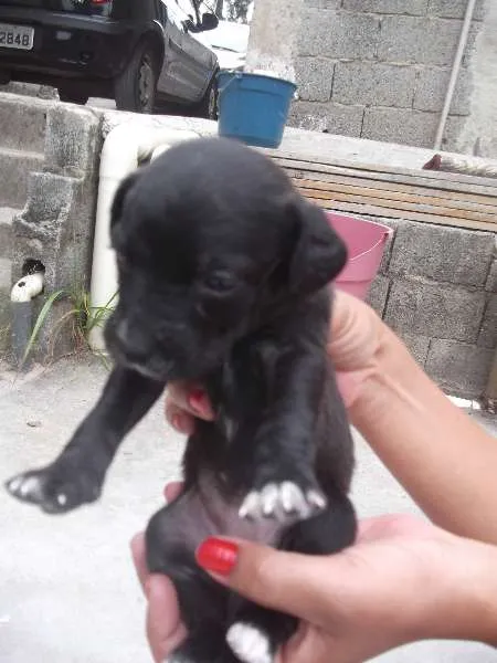 Cachorro ra a SRD idade Abaixo de 2 meses nome 02 MENINNINHAS 