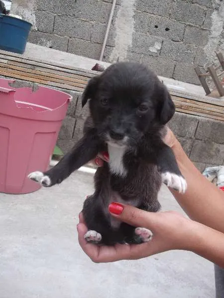Cachorro ra a SRD idade Abaixo de 2 meses nome 02 MENINNINHAS 