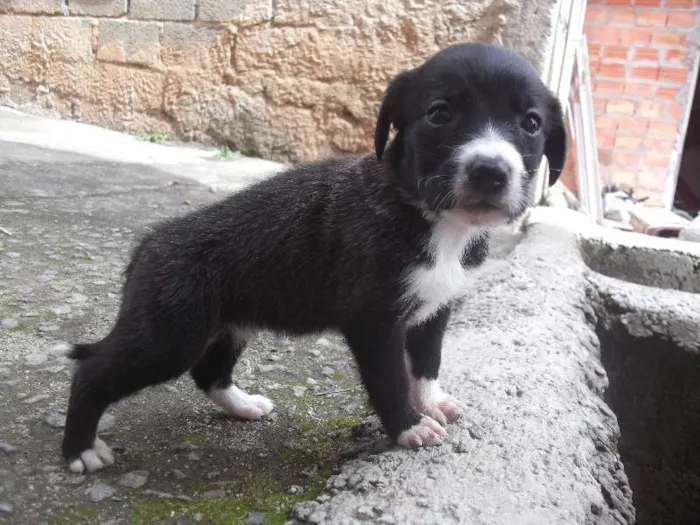 Cachorro ra a SRD idade Abaixo de 2 meses nome 02 MENINNINHAS 