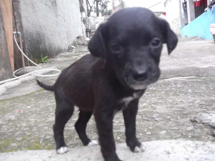 Cachorro ra a SRD idade Abaixo de 2 meses nome 02 MENINNINHAS 