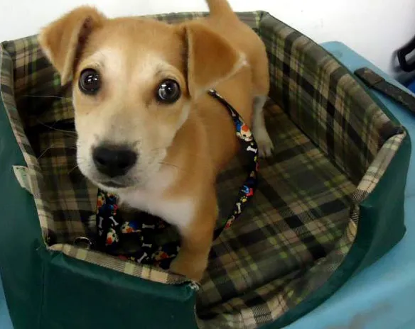 Cachorro ra a SRD idade 2 a 6 meses nome Gus