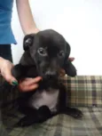 Hazel