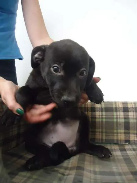 Cachorro ra a SRD idade 2 a 6 meses nome Hazel