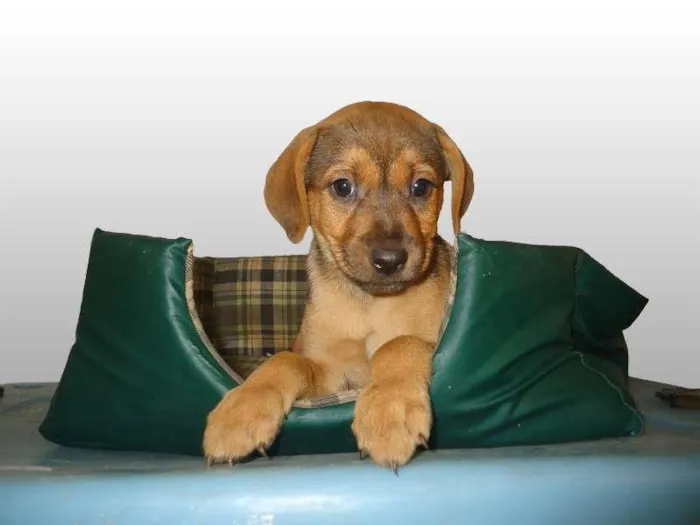 Cachorro ra a SRD idade 2 a 6 meses nome Orloff