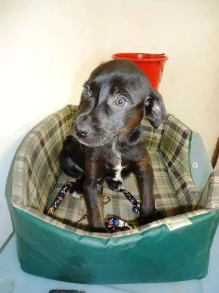 Cachorro ra a SRD idade 2 a 6 meses nome Smirnoff
