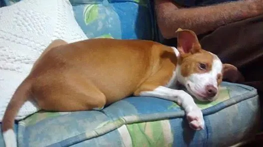 Cachorro ra a srd idade 2 a 6 meses nome Diana