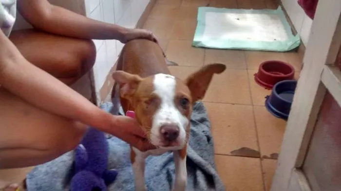 Cachorro ra a srd idade 2 a 6 meses nome Diana