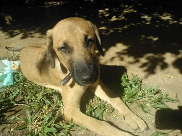 Cachorro ra a SRD idade 2 a 6 meses nome Caramelo