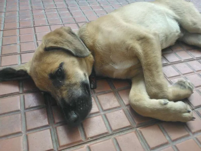 Cachorro ra a SRD idade 2 a 6 meses nome Caramelo