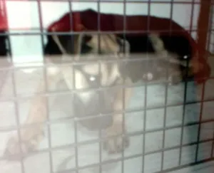 Cachorro raça VIRA LATA idade 2 a 6 meses nome SEM NOME