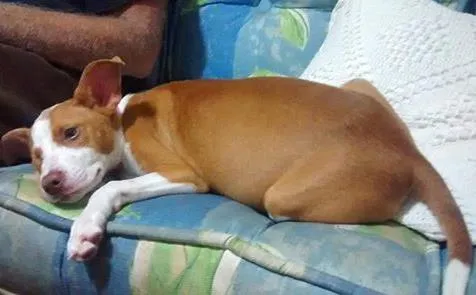 Cachorro ra a srd idade 2 a 6 meses nome Diana