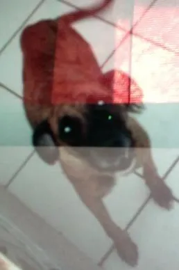 Cachorro ra a vira lata idade 3 anos nome nina