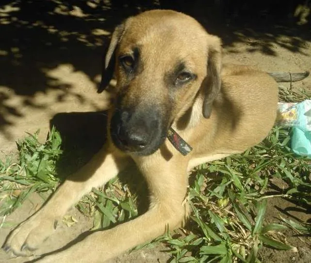 Cachorro ra a SRD idade 2 a 6 meses nome Caramelo
