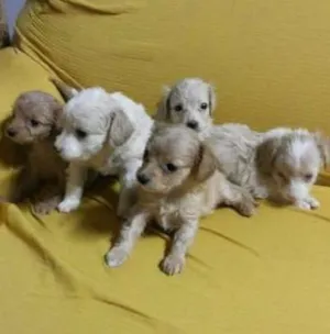 Cachorro raça SRD idade Abaixo de 2 meses nome Filhotes