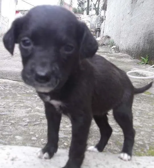 Cachorro ra a SRD idade Abaixo de 2 meses nome 02 MENINNINHAS 